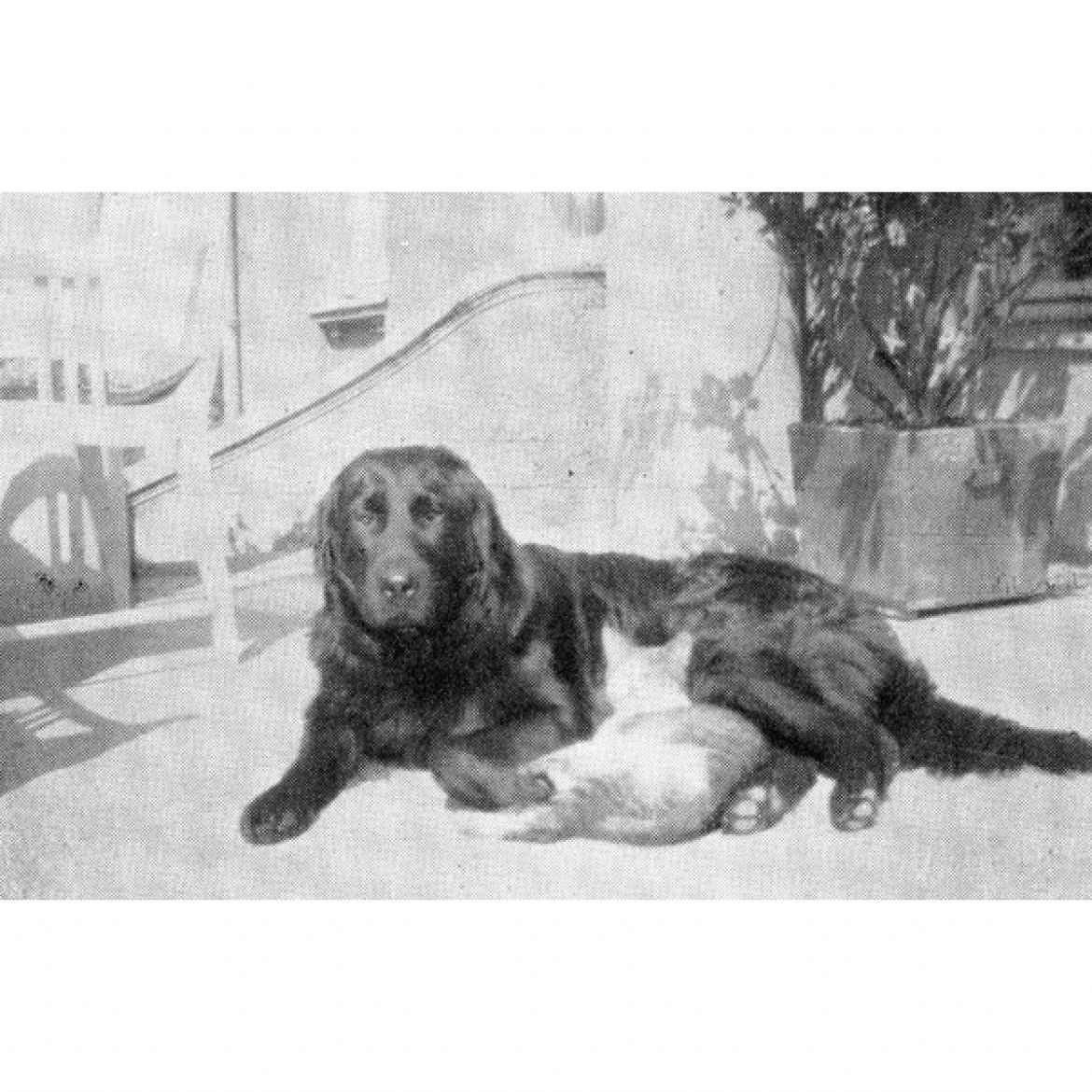 R Bob (von der Grenzmark) (aus Neufundland importiert) (01-11-1924)